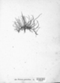 Pilularia globulifera image